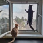 kedi sinekligi 2.jpg